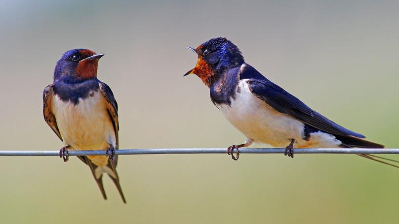 Why It Took So Long to Appreciate Female Birds’ Songs