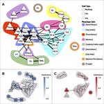 Multimodal signalling in the North American barn swallow: a phenotype network approach