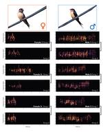 Analysis of female song provides insight into the evolution of sex differences in a widely studied songbird